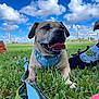 blue_sky, canine, closeup, clouds, dog, field, footwear, grass, happy, harness, leash, outdoor, paw, pet, playful, shoe, sock, summer, sunny, tongue_out
