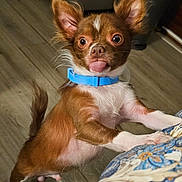 Skeeter is registered to the contest to win money with this photo: puppy, dog, brown_and_white, small_dog, chihuahua, tongue_out, large_ears, blue_collar, sitting, couch, indoor, pet, portrait, cute, funny, closeup, fur, white_chest, wood_floor, blanket