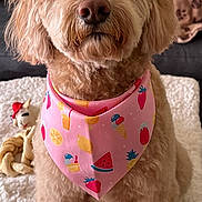 Honey joined the competition — help win amazing prizes! adorable, animal, bandana, blanket, companion, cozy, cute, dog, fluffy, fur, home, indoor, living_room, pet, pink_bandana, pink_bow, portrait, sitting, soft_toy, toy