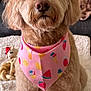 adorable, animal, bandana, blanket, companion, cozy, cute, dog, fluffy, fur, home, indoor, living_room, pet, pink_bandana, pink_bow, portrait, sitting, soft_toy, toy