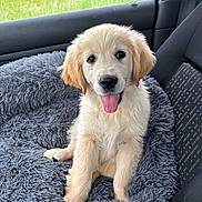 Aya a rejoint le concours — aidez-le/la à gagner de superbes lots ! puppy, golden_retriever, dog, pet, car_interior, seat, car_seat, window, fuzzy_bed, tongue_out, happy, cute, fluffy, canine, animal, domestic_animal, young_dog, sitting, indoor, cozy