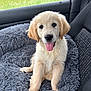 puppy, golden_retriever, dog, pet, car_interior, seat, car_seat, window, fuzzy_bed, tongue_out, happy, cute, fluffy, canine, animal, domestic_animal, young_dog, sitting, indoor, cozy