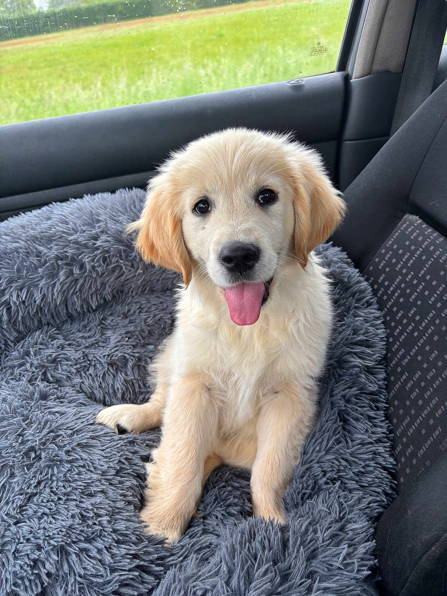 Aya a rejoint le concours — aidez-le/la à gagner de superbes lots ! puppy, golden_retriever, dog, pet, car_interior, seat, car_seat, window, fuzzy_bed, tongue_out, happy, cute, fluffy, canine, animal, domestic_animal, young_dog, sitting, indoor, cozy