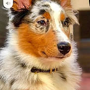 Luna is registered to the contest to win money with this photo: dog, pet, indoor, fluffy, tri_color, portrait, animal, collar, relaxed, ears_up, furry, cute, close_up, sitting, canine, muzzle, fur, alert, domestic_animal, companion