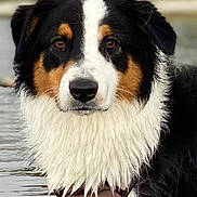 Nala joined the competition — help win amazing prizes! dog, water, wet_fur, collar, animal, outdoor, portrait, cute, pet, black, white, brown, fur, canine, nature, lake, reflection, focused, closeup, ears