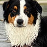 dog, water, wet_fur, collar, animal, outdoor, portrait, cute, pet, black, white, brown, fur, canine, nature, lake, reflection, focused, closeup, ears