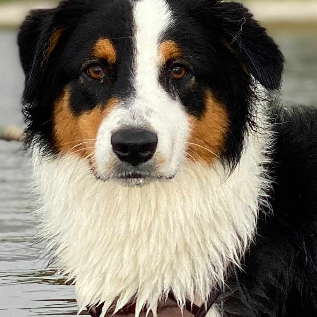 Nala