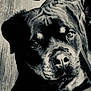 Sibia a rejoint le concours — aidez-le/la à gagner de superbes lots ! animal, black_and_white, canine, close_up, dog, ears, expression, face, floor, fur, highlight, indoor, laying_down, nose, pet, portrait, rottweiler, shadow, texture, wooden_floor