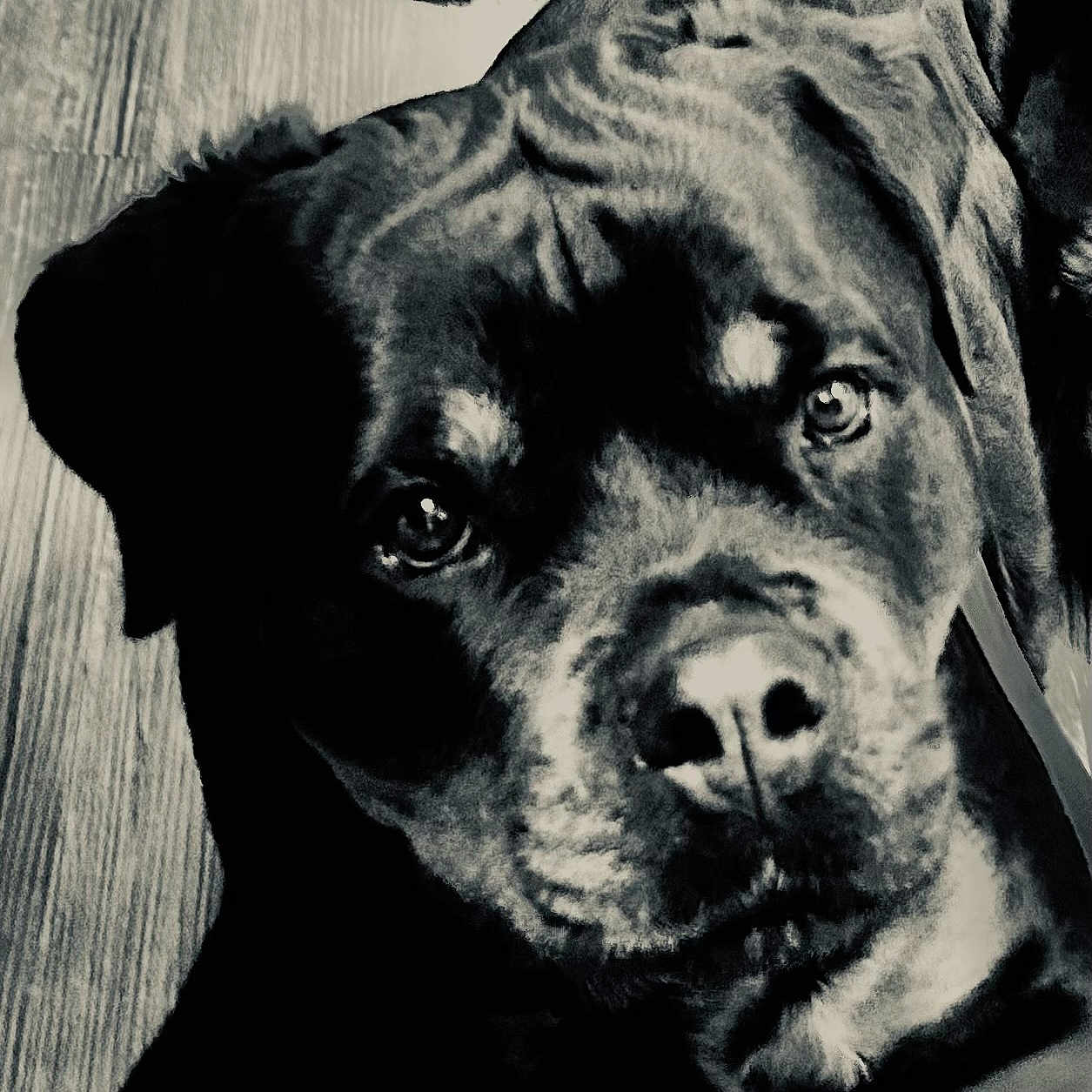 Sibia a rejoint le concours — aidez-le/la à gagner de superbes lots ! animal, black_and_white, canine, close_up, dog, ears, expression, face, floor, fur, highlight, indoor, laying_down, nose, pet, portrait, rottweiler, shadow, texture, wooden_floor