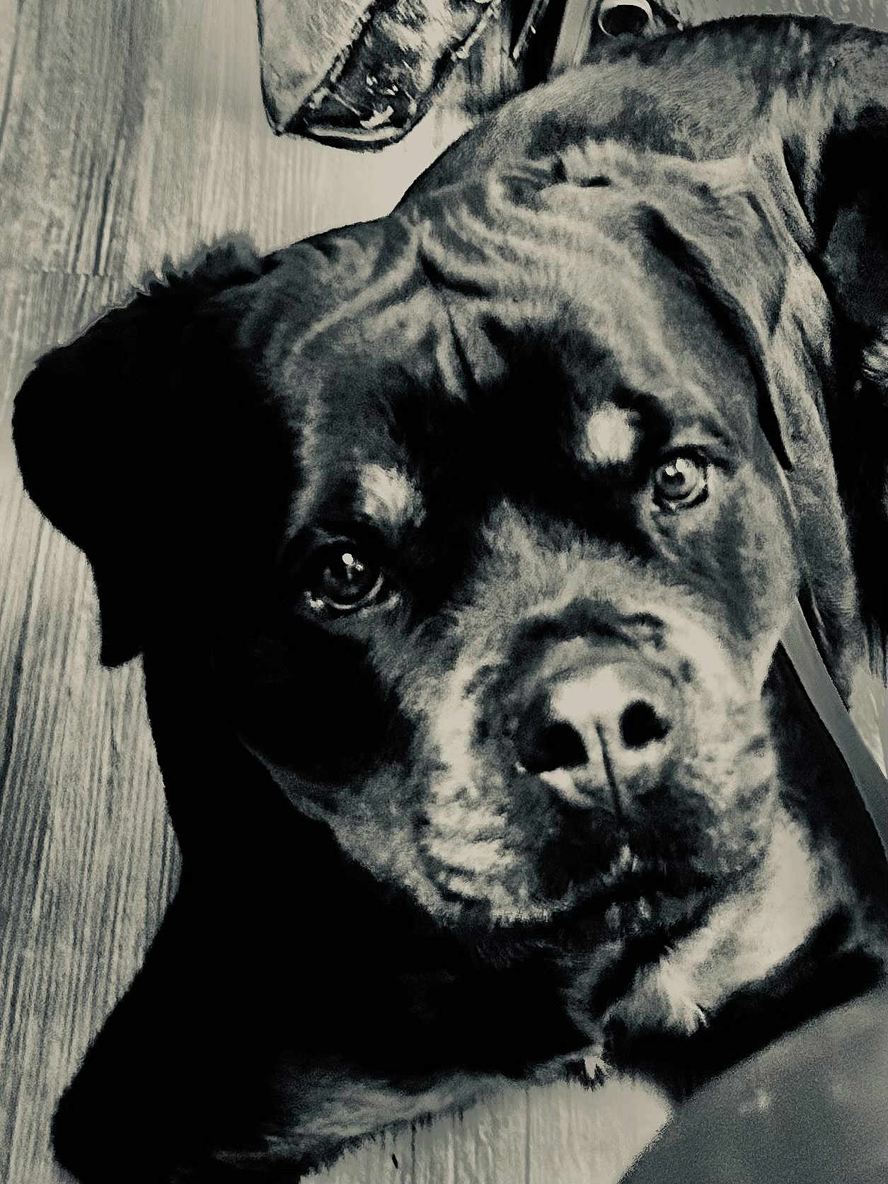 Sibia a rejoint le concours — aidez-le/la à gagner de superbes lots ! animal, black_and_white, canine, close_up, dog, ears, expression, face, floor, fur, highlight, indoor, laying_down, nose, pet, portrait, rottweiler, shadow, texture, wooden_floor