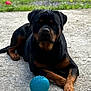 Sibia a rejoint le concours — aidez-le/la à gagner de superbes lots ! animal, ball, black_and_tan, blue_ball, canine, concrete, dog, grass, laying_down, mammal, nature, outdoor, paw, pet, playful, quiet, resting, rottweiler, summer, toy