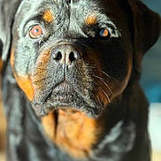 Sibia a rejoint le concours — aidez-le/la à gagner de superbes lots ! animal, black_and_tan, canine, close_up, companion, dog, domestic_animal, ears, expression, face, fur, looking, muzzle, nose, outdoor, pet, portrait, rottweiler, sunlight, whiskers