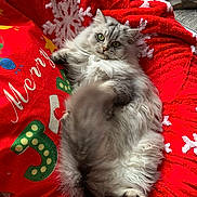 Moon participe au concours pour gagner de l'argent avec cette photo : cat, fluffy, gray, white, green_eyes, tail, blanket, red, snowflake, pillow, merry, holiday, indoor, pet, cozy, relaxing, furniture, curious, cute, playful