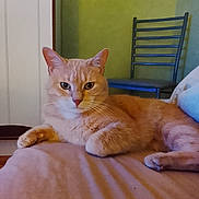 Cookie a rejoint le concours — aidez-le/la à gagner de superbes lots ! animal, cat, chair, cute, domestic, ears, face, feline, fur, furniture, home, indoor, lying_down, orange_cat, paws, pet, relaxation, resting, wall, whiskers
