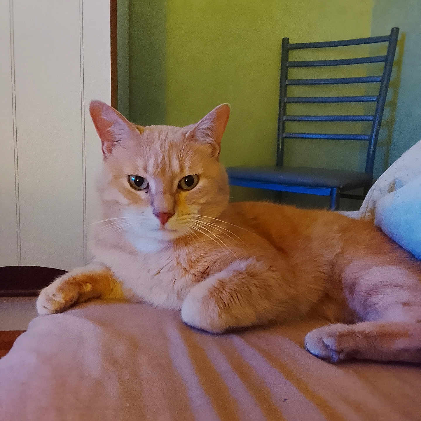 Cookie a rejoint le concours — aidez-le/la à gagner de superbes lots ! animal, cat, chair, cute, domestic, ears, face, feline, fur, furniture, home, indoor, lying_down, orange_cat, paws, pet, relaxation, resting, wall, whiskers