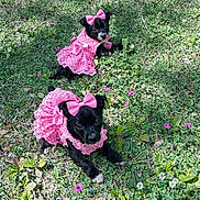 Jade And Raven is registered to the contest to win money with this photo: adorable, animals, black_dog, bow, cute, dog, flowers, grass, greenery, lying_down, nature, outdoor, pets, pink_dress, playful, puppy, small_dog, summer, sunlight, two_puppies