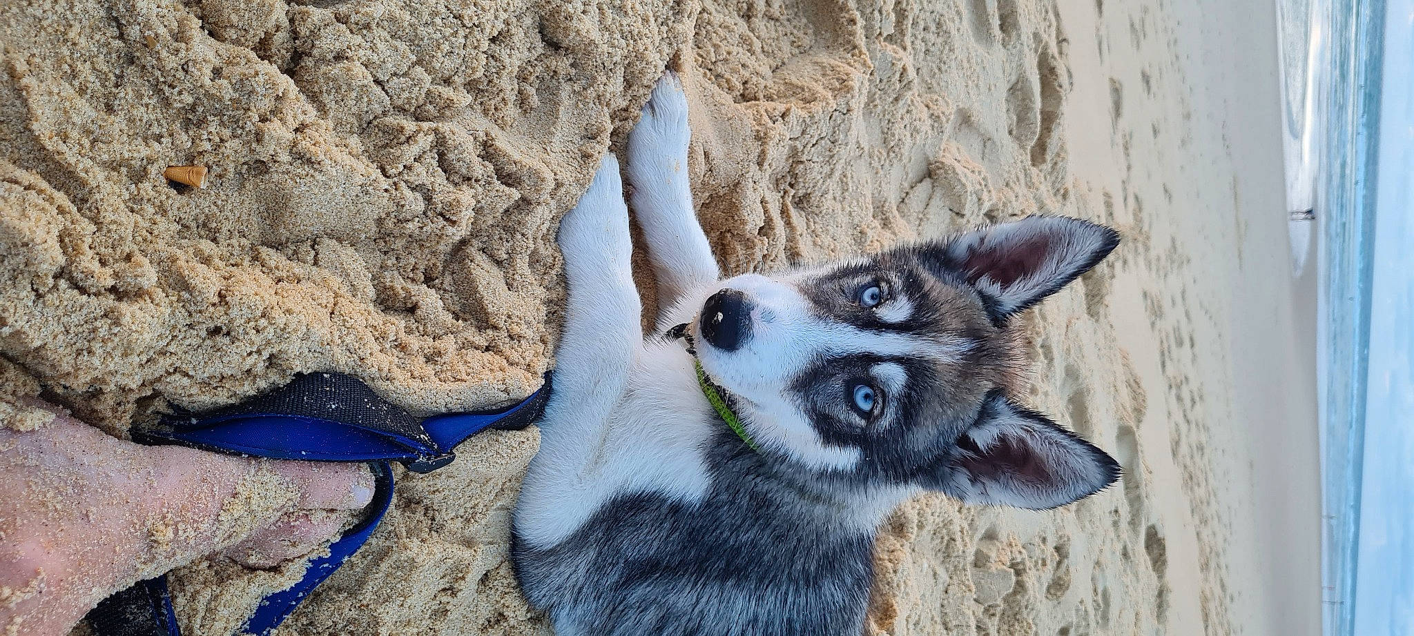 Isha a rejoint le concours — aidez-le/la à gagner de superbes lots ! art, bedrock, canidae, carnivore, dog_breed, electric_blue, fawn, fur, rock, snout, soil, terrestrial_animal, whiskers, wildlife