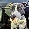 Timy a rejoint le concours — aidez-le/la à gagner de superbes lots ! dog, pit_bull, gray_and_white, sitting, car, passenger_seat, dashboard, collar, chain, pet, animal, portrait, indoors, vehicle, looking_at_camera, short_hair, white_chest, black_nose, red_building, photography