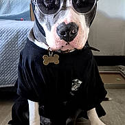 Timy participe au concours pour gagner de l'argent avec cette photo : dog, pit_bull, sunglasses, shirt, black_clothing, collar, dog_tag, bone_tag, sitting, indoor, living_room, couch, floor, fan, portrait, pet, fashion, funny, front_view, animal