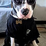 dog, pit_bull, sunglasses, shirt, black_clothing, collar, dog_tag, bone_tag, sitting, indoor, living_room, couch, floor, fan, portrait, pet, fashion, funny, front_view, animal