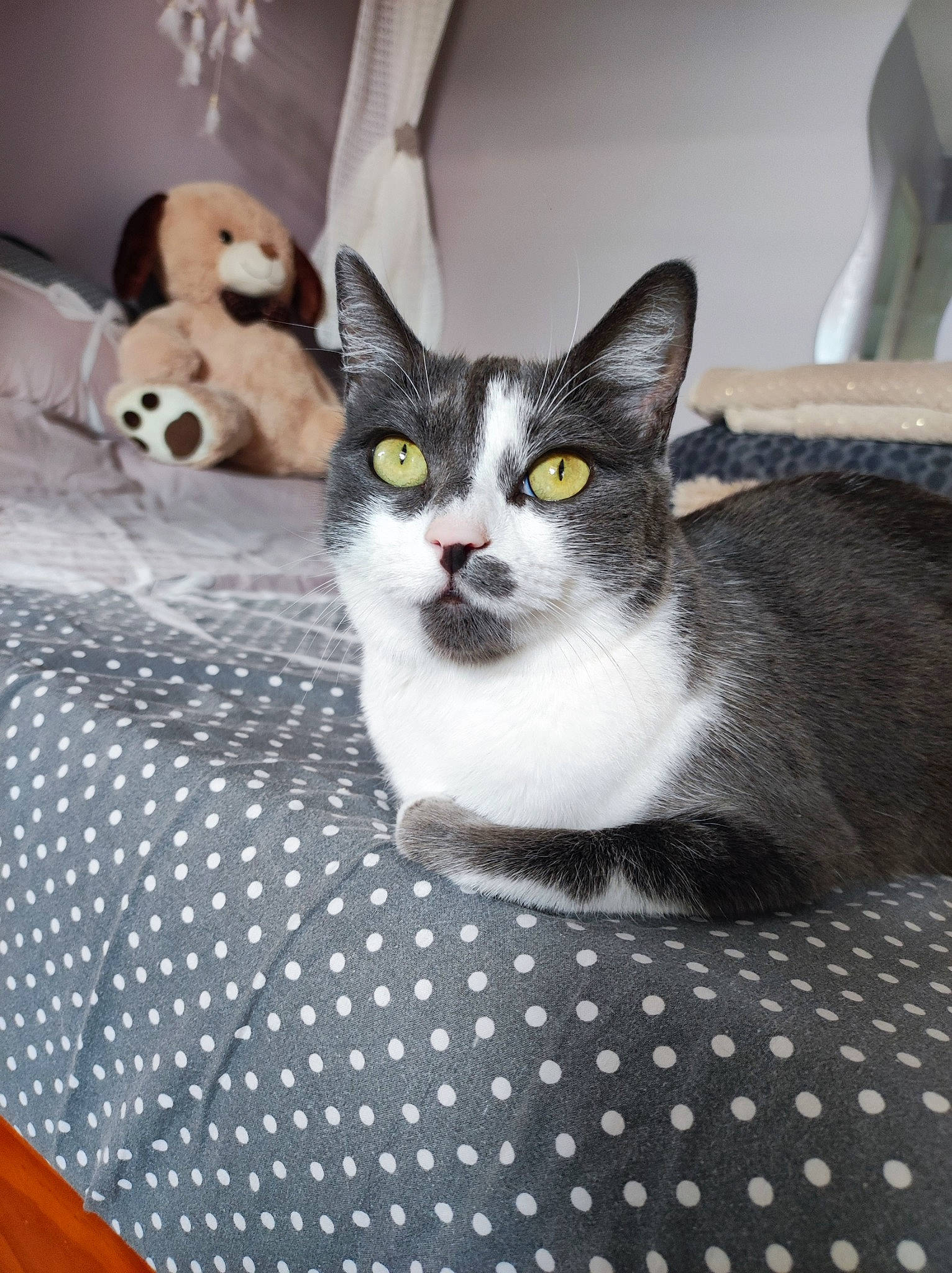 Pixie a rejoint le concours — aidez-le/la à gagner de superbes lots ! carnivore, cat, cat_supply, comfort, domestic_short_haired_cat, felidae, flooring, fur, grey, pattern, paw, pet_supply, sitting, small_to_medium_sized_cats, snout, whiskers