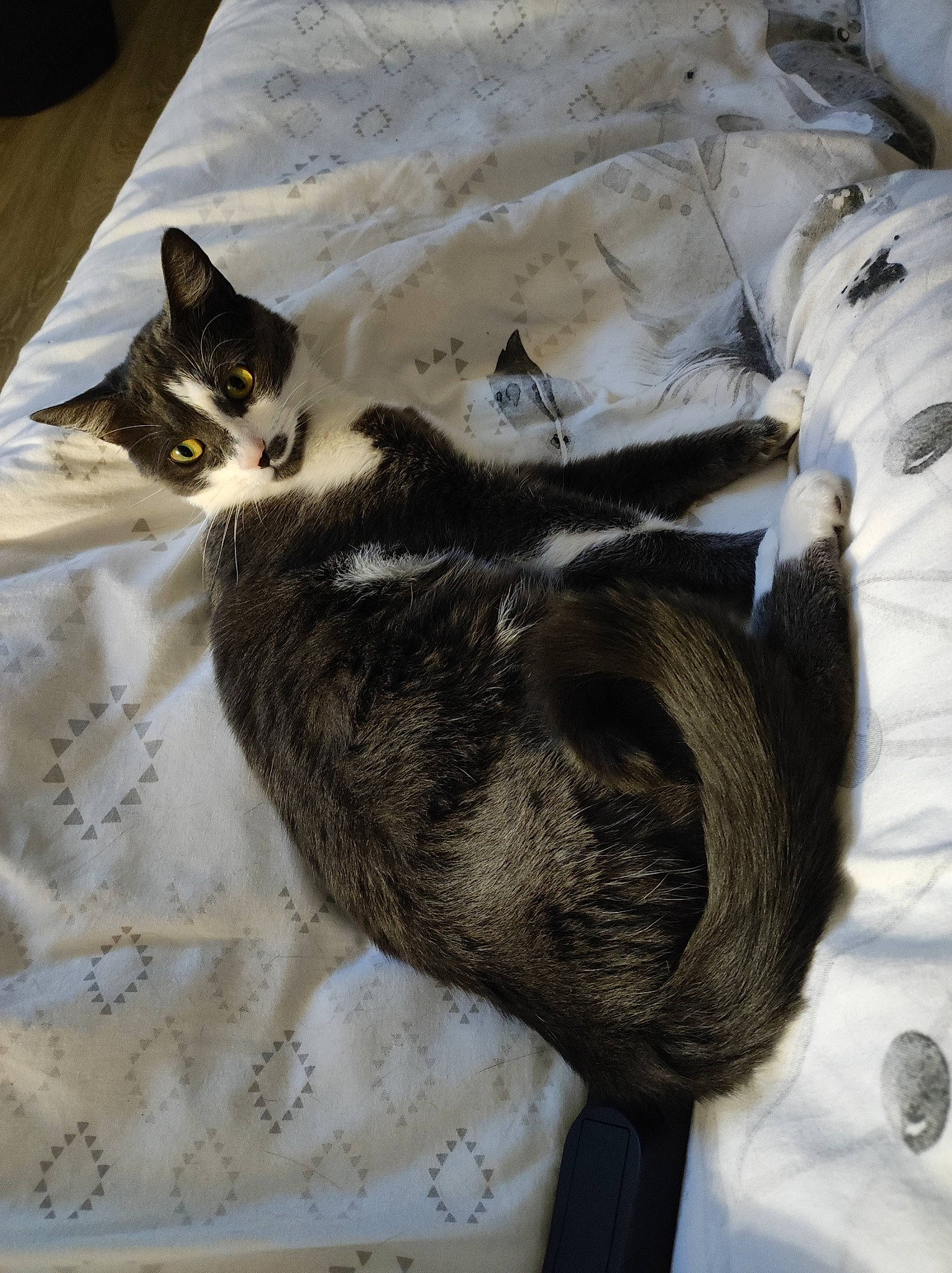 Pixie a rejoint le concours — aidez-le/la à gagner de superbes lots ! bed, bedding, black_cat, carnivore, cat, claw, comfort, domestic_short_haired_cat, felidae, fur, grey, linens, mammal, nap, paw, small_to_medium_sized_cats, tail, textile, vertebrate, whiskers