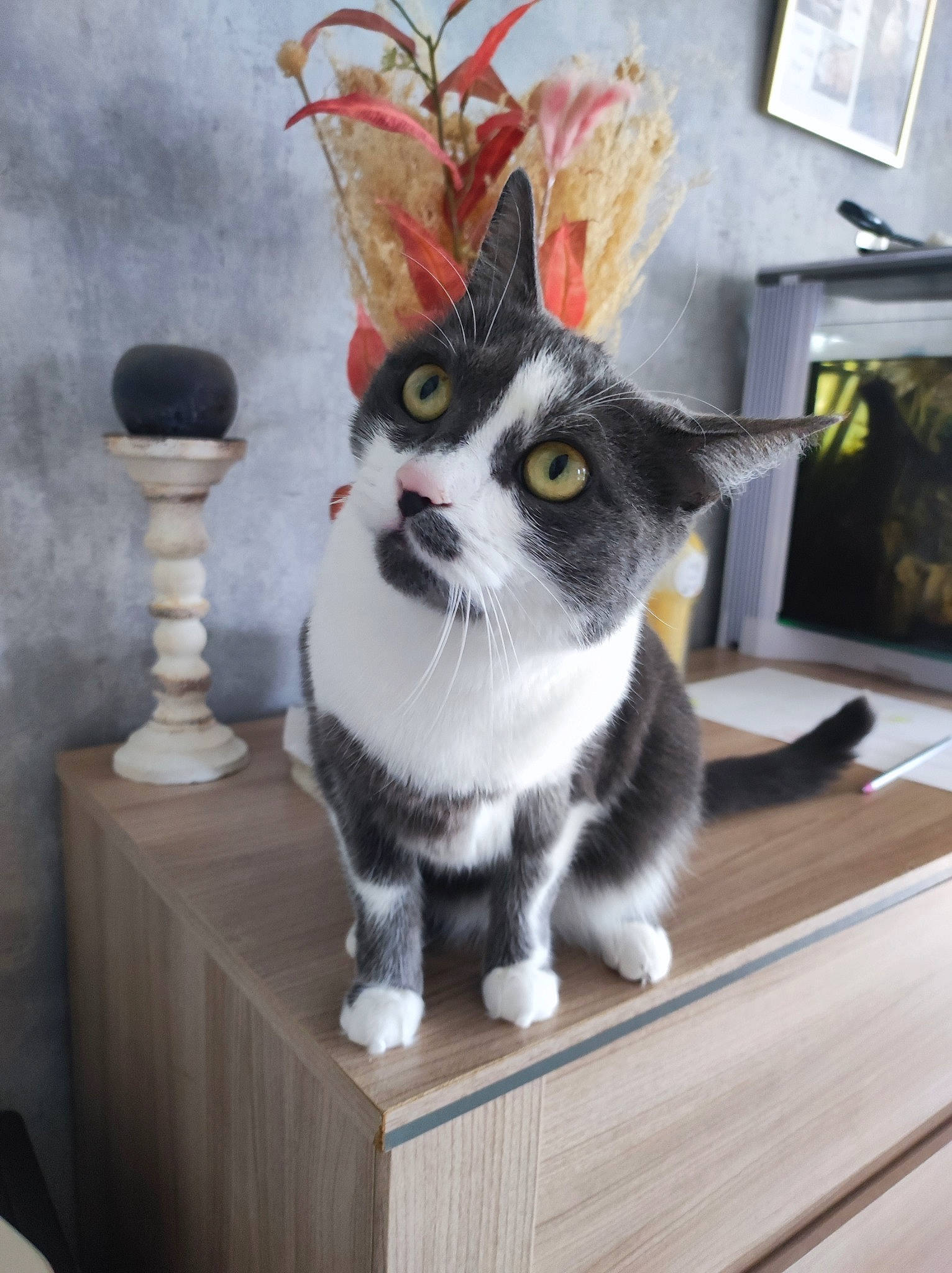 Pixie participe au concours pour gagner de l'argent avec cette photo : art, carnivore, cat, domestic_short_haired_cat, felidae, fictional_character, fur, grey, hardwood, houseplant, picture_frame, plant, room, small_to_medium_sized_cats, snout, table, tail, visual_arts, whiskers, wood