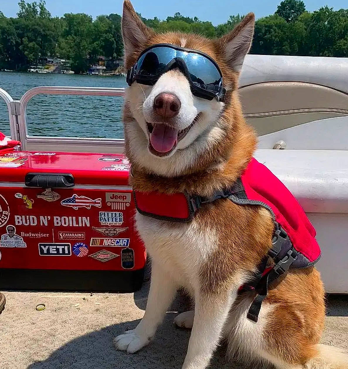 Hazel is registered to the contest to win money with this photo: automotive_exterior, carnivore, collar, companion_dog, dog, dog_breed, dog_collar, dog_supply, eyewear, fawn, leash, motor_vehicle, pet_supply, sky, smile, snout, vehicle, vision_care, water, working_animal