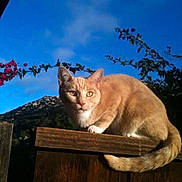 Lily joined the competition — help win amazing prizes! cat, ginger_cat, fence, wood, outdoor, sky, blue_sky, flowering_branch, nature, animal, pet, sunlight, alert, curious, perched, tail, ears, whiskers, closeup, daytime
