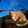 cat, ginger_cat, fence, wood, outdoor, sky, blue_sky, flowering_branch, nature, animal, pet, sunlight, alert, curious, perched, tail, ears, whiskers, closeup, daytime