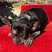 Ozzy joined the competition — help win amazing prizes! dog, french_bulldog, brindle, resting, red_cushion, sunlight, outdoor, pet, animal, ears, face, paws, collar, closeup, cute, expression, relaxed, shadow, texture, fur