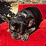 dog, french_bulldog, brindle, resting, red_cushion, sunlight, outdoor, pet, animal, ears, face, paws, collar, closeup, cute, expression, relaxed, shadow, texture, fur