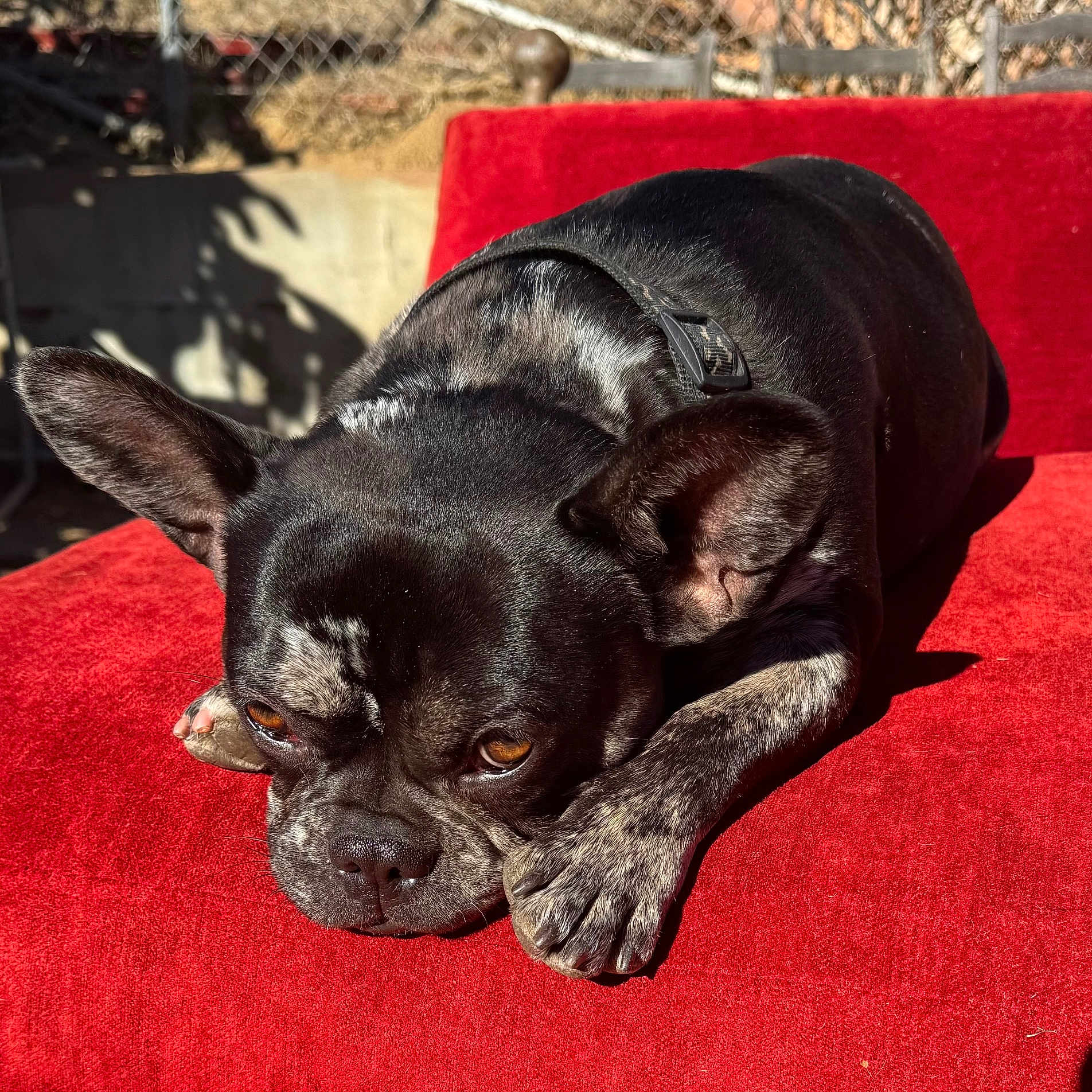 Ozzy joined the competition — help win amazing prizes! animal, brindle, closeup, collar, cute, dog, ears, expression, face, french_bulldog, fur, outdoor, paws, pet, red_cushion, relaxed, resting, shadow, sunlight, texture