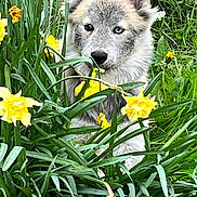Lycan participe au concours pour gagner de l'argent avec cette photo : dog, puppy, husky, flower, daffodil, yellow_flower, greenery, grass, nature, outdoor, cute, pet, animal, fur, ears, eyes, spring, plants, young_dog, curious