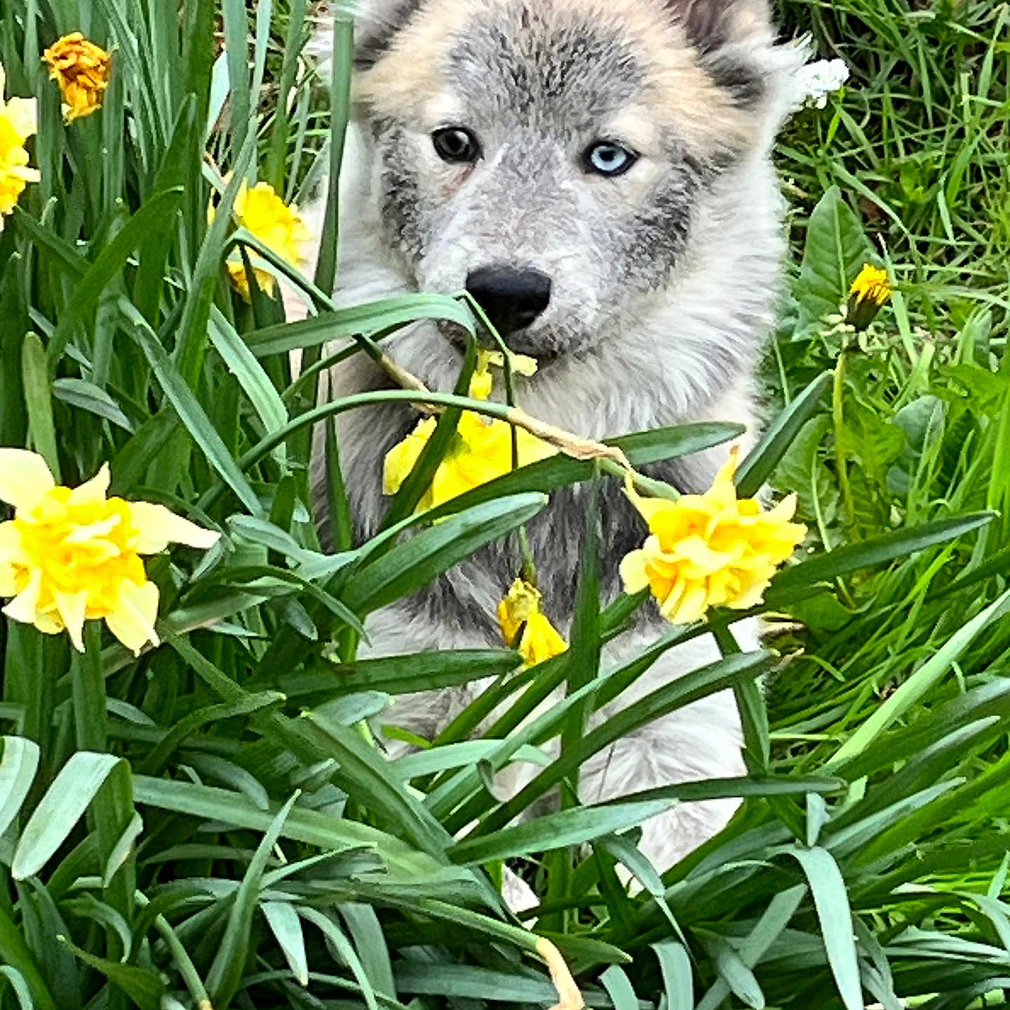 Lycan participe au concours pour gagner de l'argent avec cette photo : dog, puppy, husky, flower, daffodil, yellow_flower, greenery, grass, nature, outdoor, cute, pet, animal, fur, ears, eyes, spring, plants, young_dog, curious