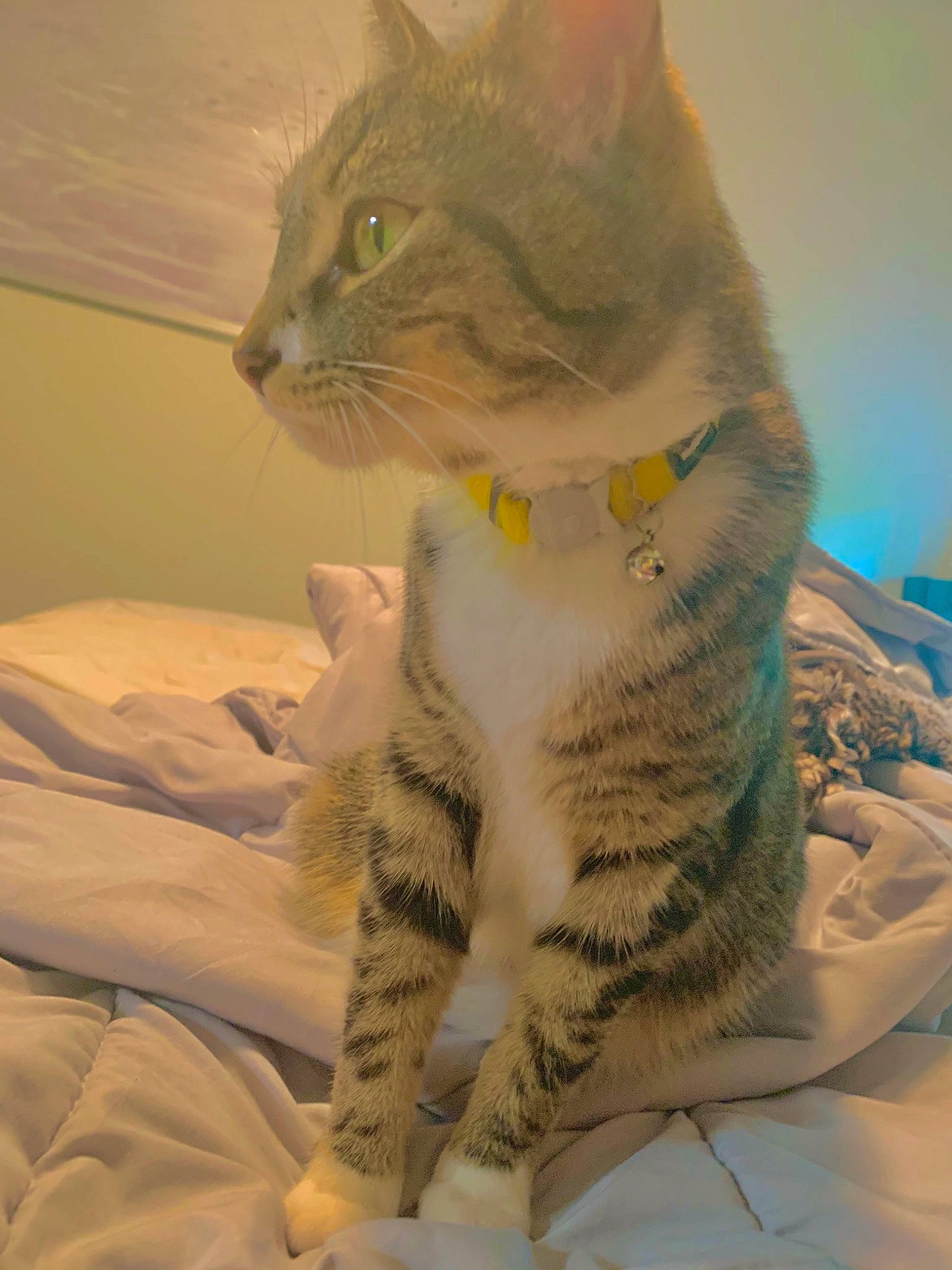 Kobe is registered to the contest to win money with this photo: carnivore, cat, comfort, domestic_short_haired_cat, felidae, fur, iris, linens, paw, sitting, small_to_medium_sized_cats, snout, tail, terrestrial_animal, whiskers