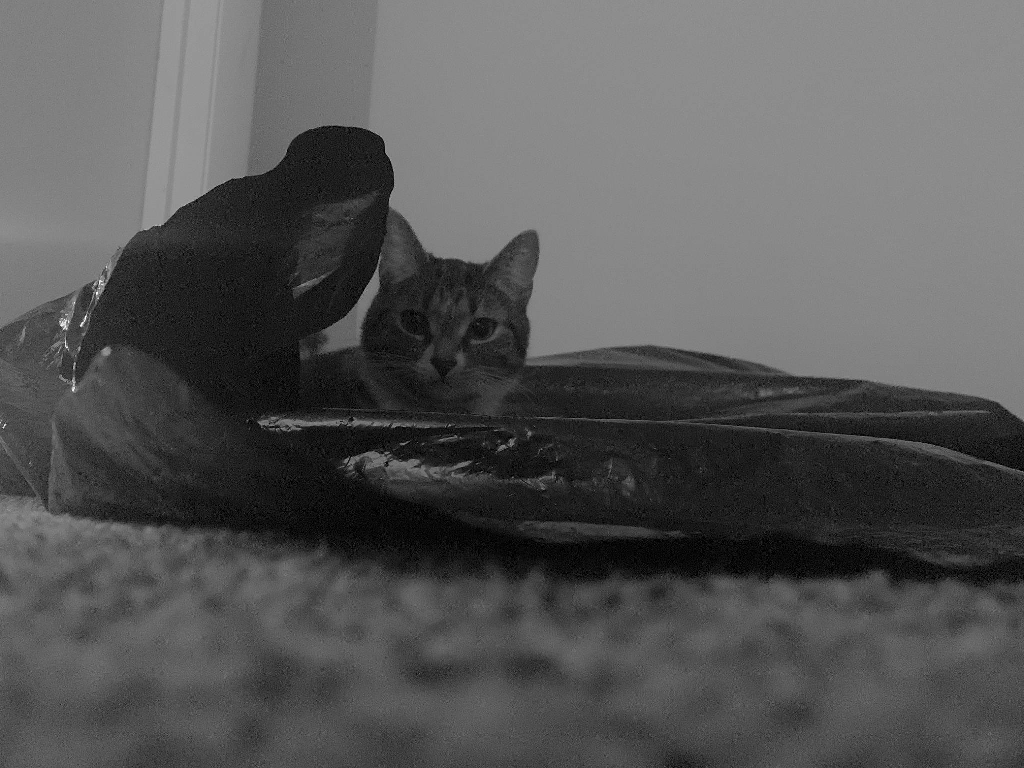 Kobe joined the competition — help win amazing prizes! black_and_white, black_cat, carnivore, cat, comfort, darkness, domestic_short_haired_cat, felidae, flooring, fur, grass, grey, human_leg, monochrome, monochrome_photography, small_to_medium_sized_cats, snout, tail, whiskers, wood