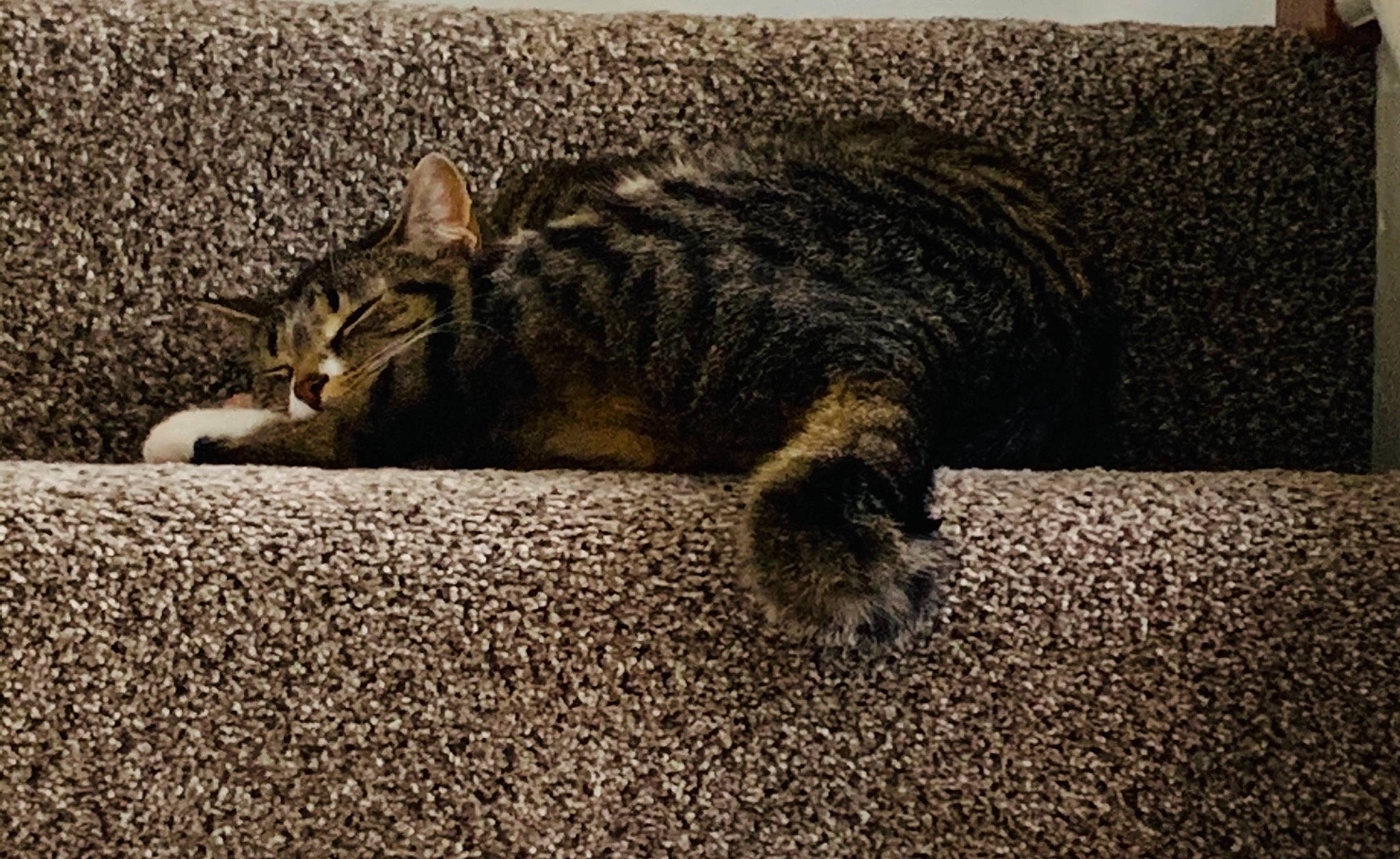 Kobe joined the competition — help win amazing prizes! carnivore, cat, claw, comfort, domestic_short_haired_cat, felidae, flooring, fur, grass, grey, lynx, paw, road_surface, small_to_medium_sized_cats, snout, tail, terrestrial_animal, whiskers, wildlife, wood