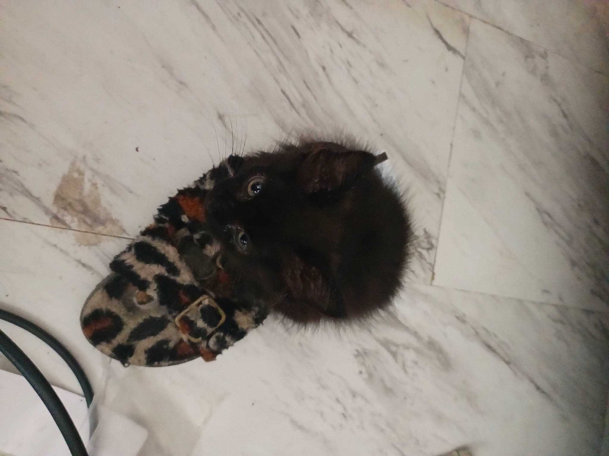 Hermione joined the competition — help win amazing prizes! canidae, dog_breed, felidae, fur, paw, small_to_medium_sized_cats, snout, snow, sporting_group, terrestrial_animal, water_bird, whiskers, winter