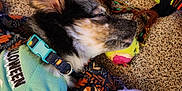 Sprout joined the competition — help win amazing prizes! dog, puppy, sleeping, toy, tennis_ball, halloween, shirt, collar, carpet, blanket, patterned, indoor, resting, cute, pet, fur, paw, closeup, colorful, cozy