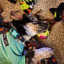 dog, puppy, sleeping, toy, tennis_ball, halloween, shirt, collar, carpet, blanket, patterned, indoor, resting, cute, pet, fur, paw, closeup, colorful, cozy