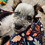 puppy, dog, blue_eyes, blanket, patterned_blanket, carpet, toy, soft_toy, close_up, cute, snuggling, indoor, pet, animal, young_dog, fur, ears, nose, resting, curious