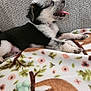 puppy, dog, tongue_out, blanket, patterned_blanket, toy, green_toy, couch, gray_couch, black_and_white, fur, pet, animal, cute, lying_down, indoor, relaxed, small_dog, playful, happy
