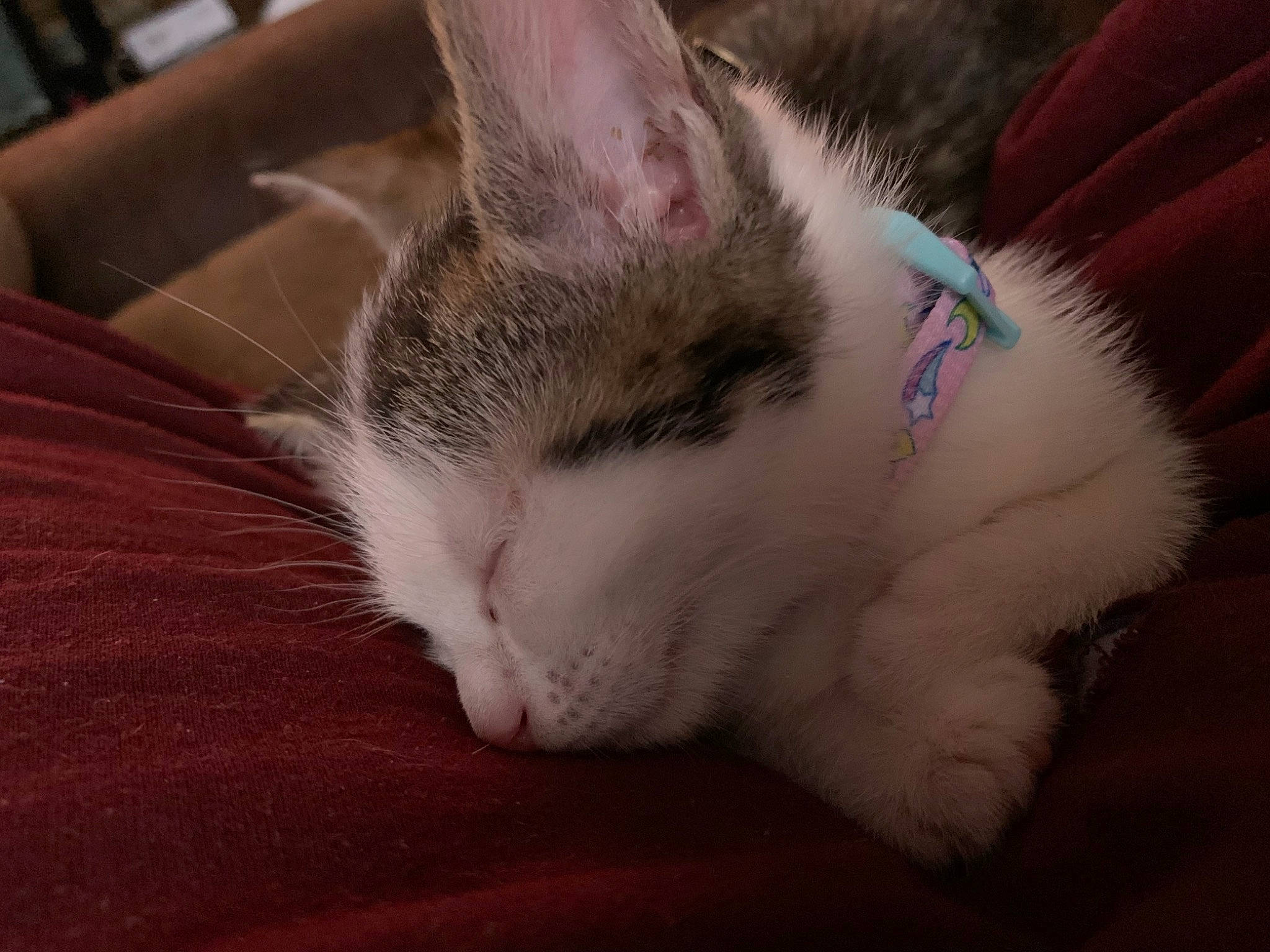 Roxi is registered to the contest to win money with this photo: carnivore, cat, claw, comfort, domestic_short_haired_cat, fawn, felidae, flooring, fur, hardwood, nap, paw, sleep, small_to_medium_sized_cats, snout, tail, whiskers