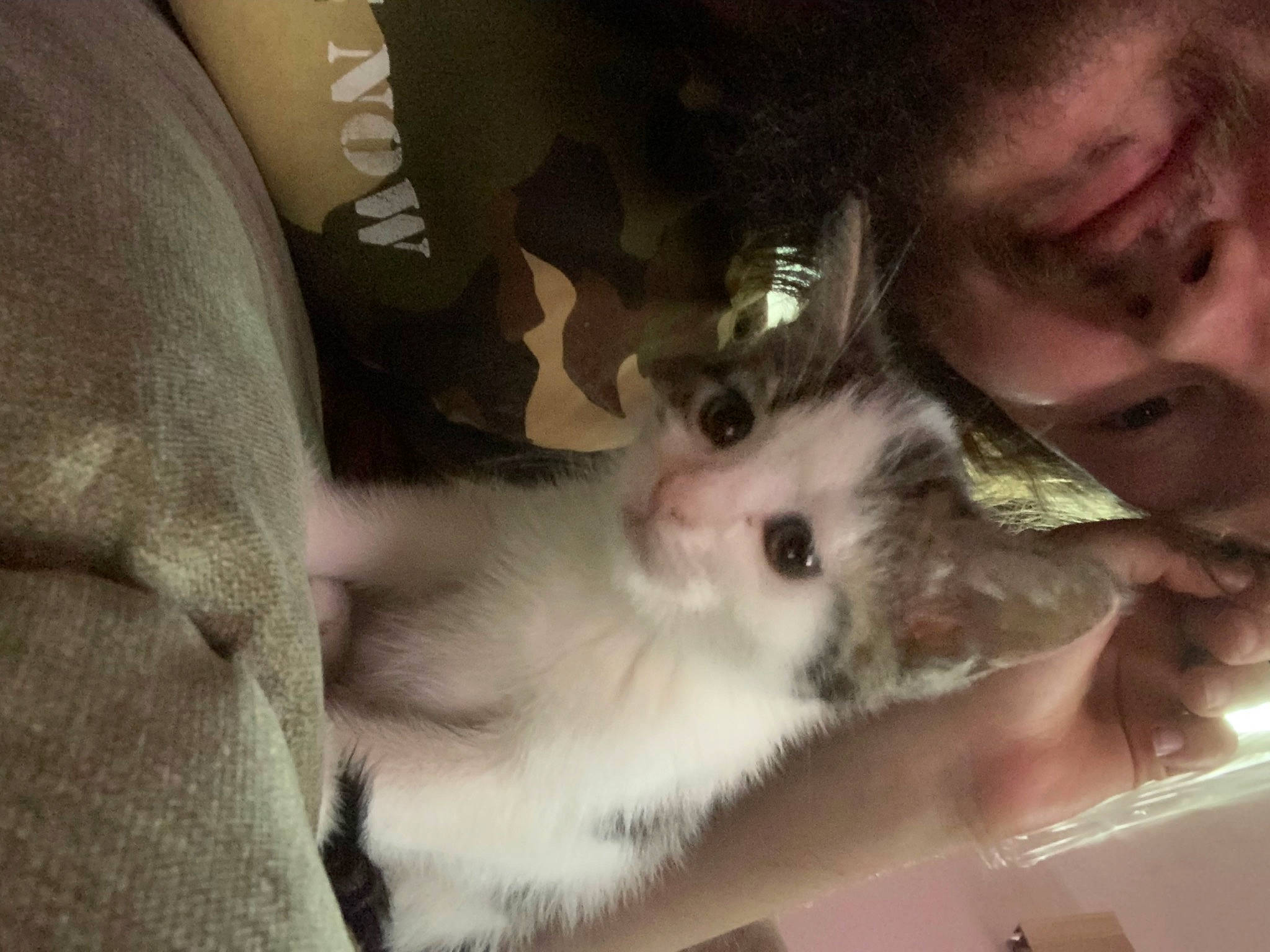 Roxi joined the competition — help win amazing prizes! balinese, canidae, carnivore, cat, claw, comfort, companion_dog, dog_breed, domestic_short_haired_cat, ear, fawn, felidae, fur, nail, paw, small_to_medium_sized_cats, whiskers