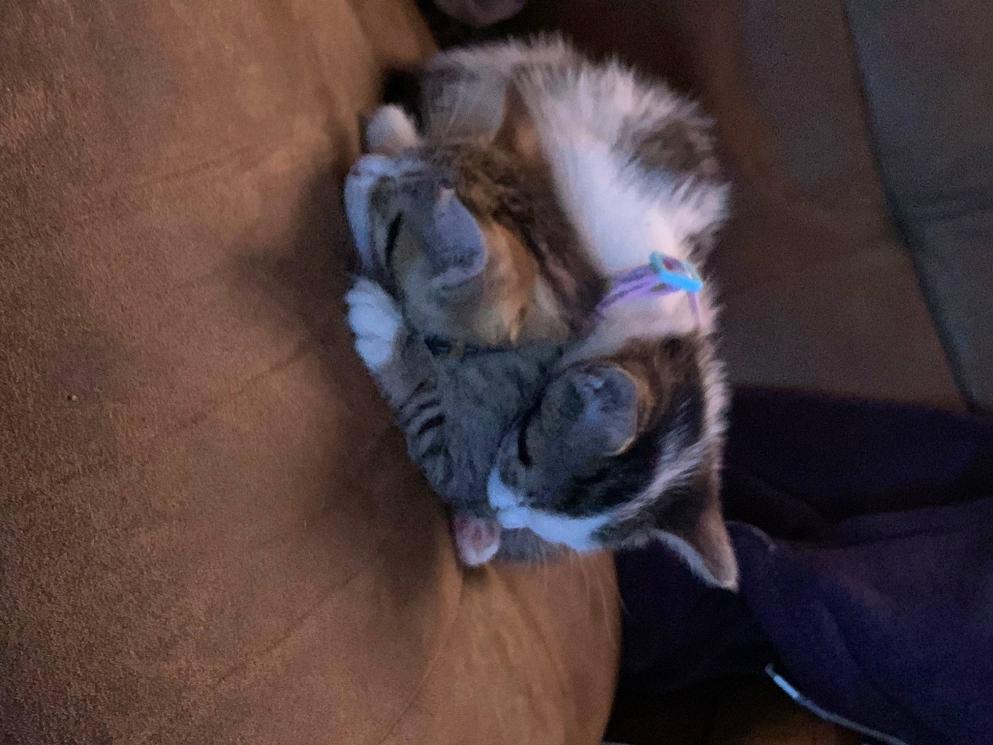 Roxi is registered to the contest to win money with this photo: carnivore, cat, claw, comfort, companion_dog, dog_breed, domestic_short_haired_cat, fawn, felidae, flooring, fur, hardwood, nap, paw, small_to_medium_sized_cats, sporting_group, tail, vertebrate, whiskers, wood