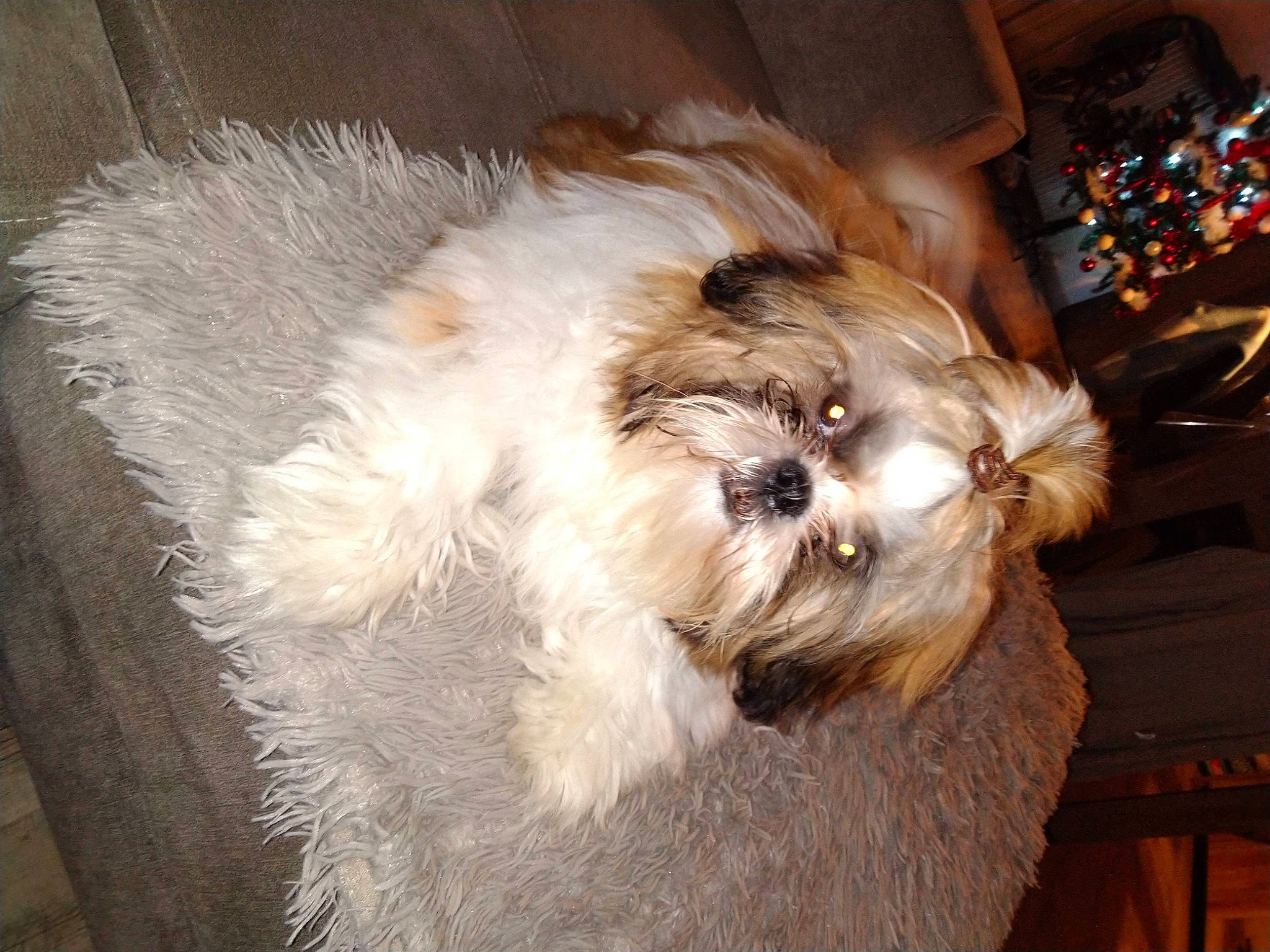 Tina a rejoint le concours — aidez-le/la à gagner de superbes lots ! canidae, carnivore, companion_dog, dog, dog_breed, fur, liver, mal_shi, maltepoo, non_sporting_group, poodle_crossbreed, puppy_love, shih_poo, small_terrier, snout, sporting_group, terrier, toy_dog, wood, working_animal