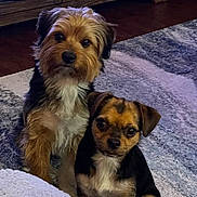 Bonnie And Clyde is registered to the contest to win money with this photo: dogs, puppies, two_dogs, pet, canine, shaggy_dog, small_dog, brown_fur, black_fur, white_fur, sitting, indoors, living_room, rug, wooden_floor, furniture, portrait, looking_at_camera, cute, companion_animals