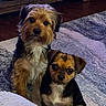 dogs, puppies, two_dogs, pet, canine, shaggy_dog, small_dog, brown_fur, black_fur, white_fur, sitting, indoors, living_room, rug, wooden_floor, furniture, portrait, looking_at_camera, cute, companion_animals