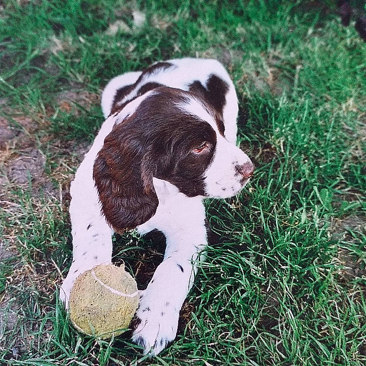 Iron a rejoint le concours — aidez-le/la à gagner de superbes lots ! canidae, carnivore, cocker_spaniel, dog, dog_breed, drentse_patrijshond, english_springer_spaniel, french_spaniel, german_longhaired_pointer, german_spaniel, hunting_dog, mammal, old_danish_pointer, rare_breed_dog, small_munsterlander, spaniel, sporting_group, vertebrate